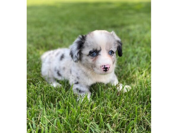 Cardigan Welsh Corgi-DOG-Male-Blue Merle-2865-Petland Independence, Missouri