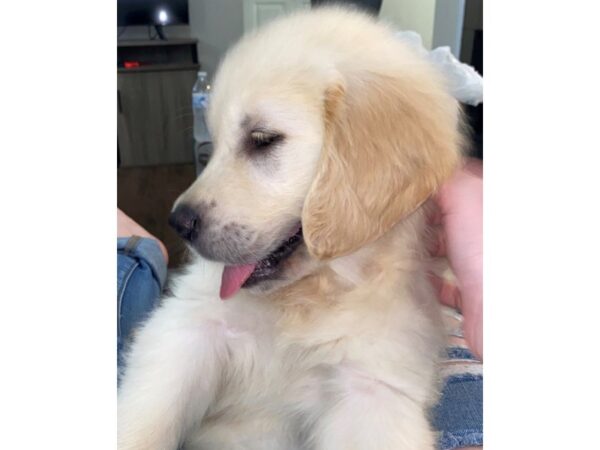 Golden Retriever DOG Male Light Golden 2855 Petland Independence, Missouri