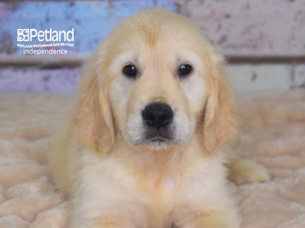 Golden Retriever DOG Male Light Golden 2869 Petland Independence, Missouri