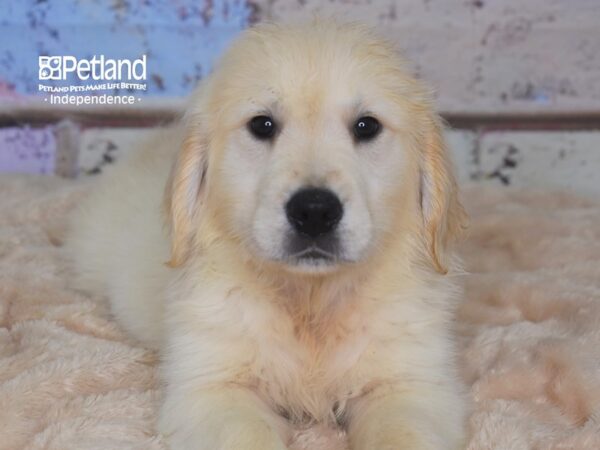 Golden Retriever DOG Female Light Golden 2856 Petland Independence, Missouri