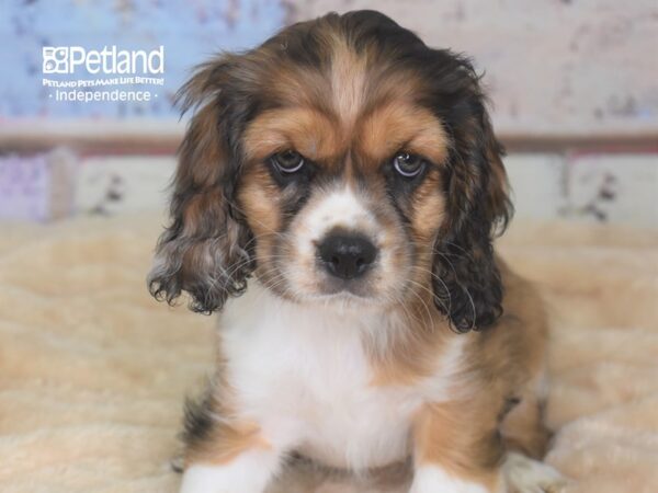 Cockalier DOG Male 2859 Petland Independence, Missouri