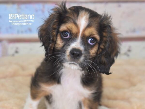 Cockalier DOG Male Sable & White 2871 Petland Independence, Missouri