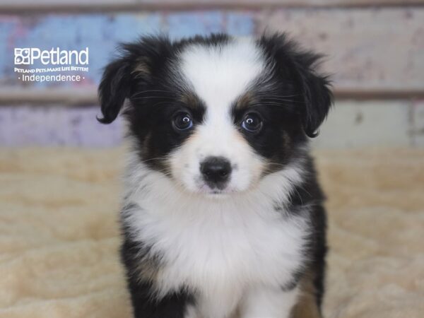 Toy Australian Shepherd DOG Female Sable 2875 Petland Independence, Missouri