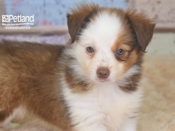 Toy Australian Shepherd DOG Male Red Tri 2862 Petland Independence, Missouri