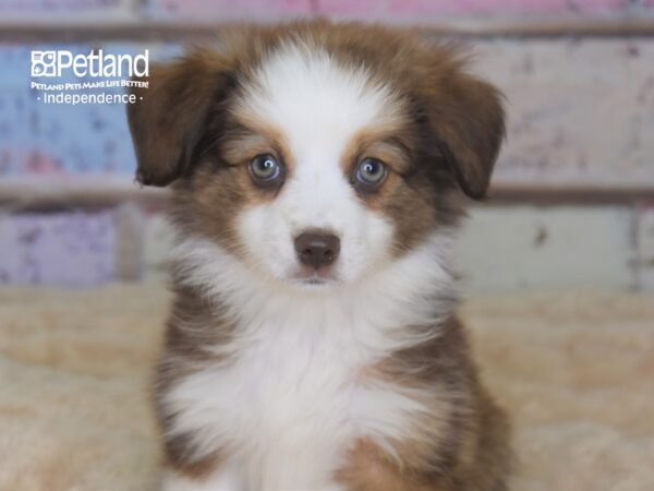 Toy Australian Shepherd-DOG-Female-Sable-2876-Petland Independence, Missouri