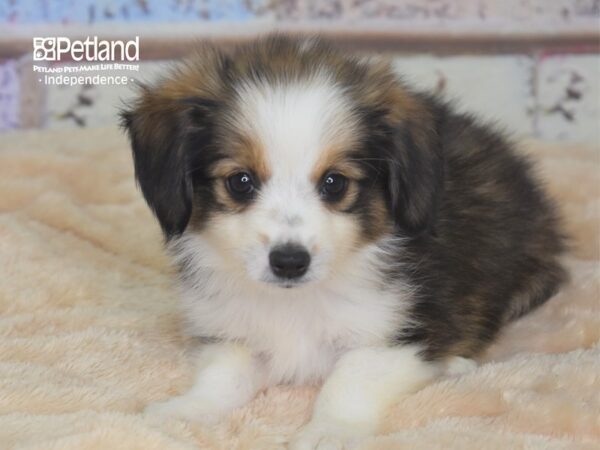 Toy Australian Shepherd DOG Male Black Tri 2877 Petland Independence, Missouri