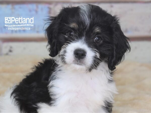 Havalier DOG Male 2857 Petland Independence, Missouri