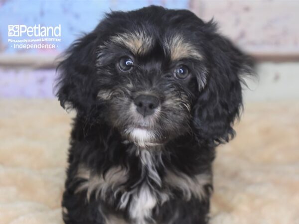 Havalier-DOG-Female-Black & Tan-2874-Petland Independence & Lee's Summit, MO