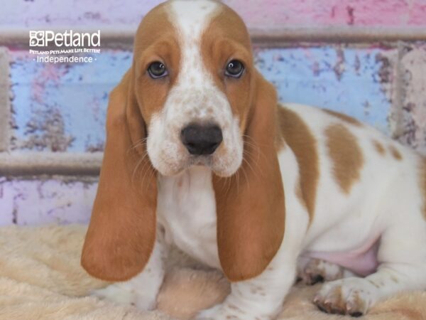 Basset Hound DOG Female Lemon and White 2884 Petland Independence, Missouri