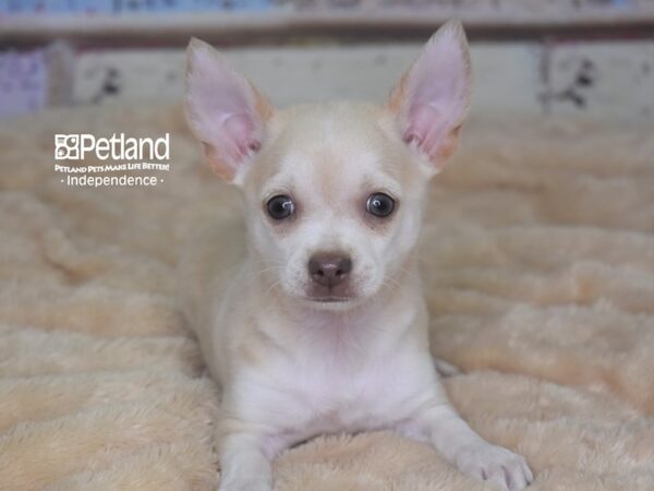Chihuahua DOG Female Cream 2883 Petland Independence, Missouri