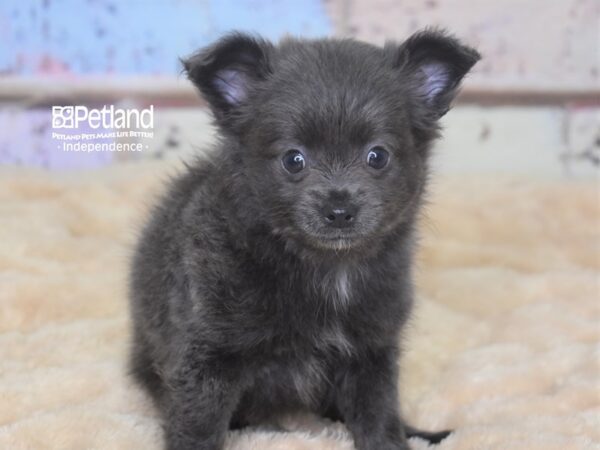 Chihuahua DOG Male Blue 2882 Petland Independence, Missouri