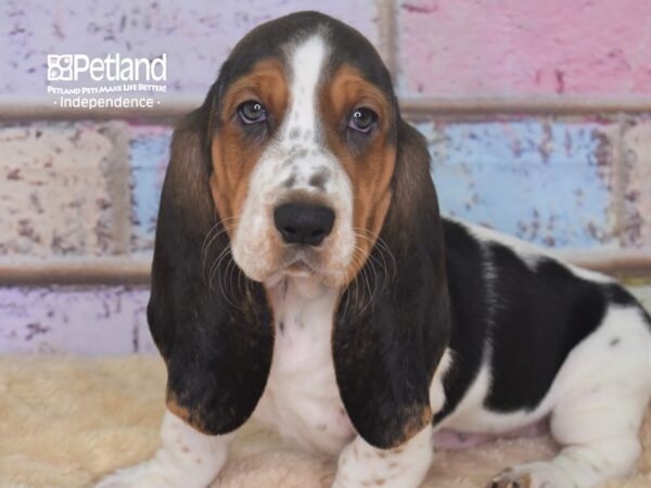 Basset Hound DOG Female Black and Tan 2878 Petland Independence, Missouri