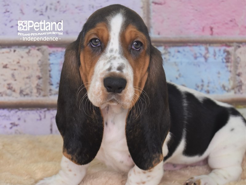 Basset Hound Puppy Black and Tan ID 2878 Located at Petland