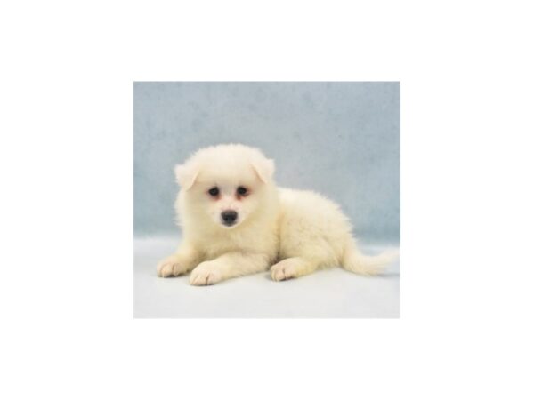 American Eskimo-DOG-Male-White-2885-Petland Independence, Missouri