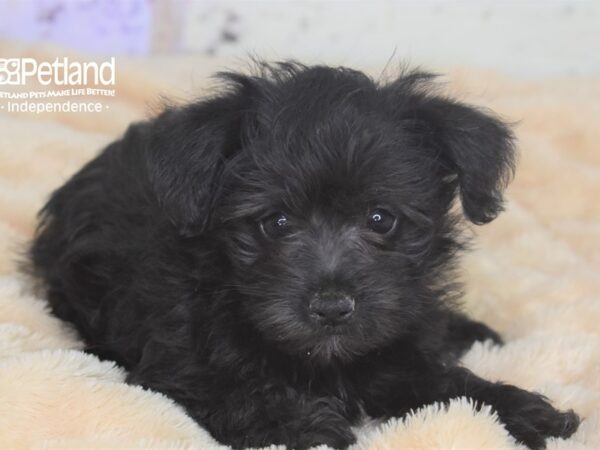 Schnoodle DOG Female Black 2864 Petland Independence, Missouri