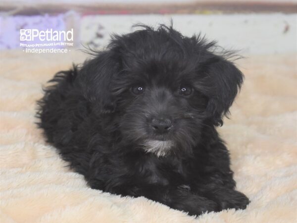 Schnoodle DOG Male Black 2863 Petland Independence, Missouri