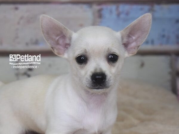 Chihuahua-DOG-Male-Cream-2881-Petland Independence, Missouri