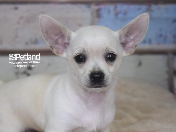 Chihuahua-DOG-Male-Cream-2881-Petland Independence & Lee's Summit, MO