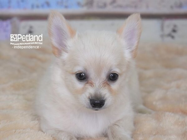 Chihuahua-DOG-Male-Cream-2880-Petland Independence & Lee's Summit, MO