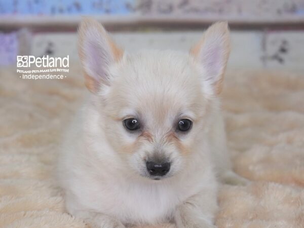 Chihuahua-DOG-Male-Cream-2880-Petland Independence, Missouri