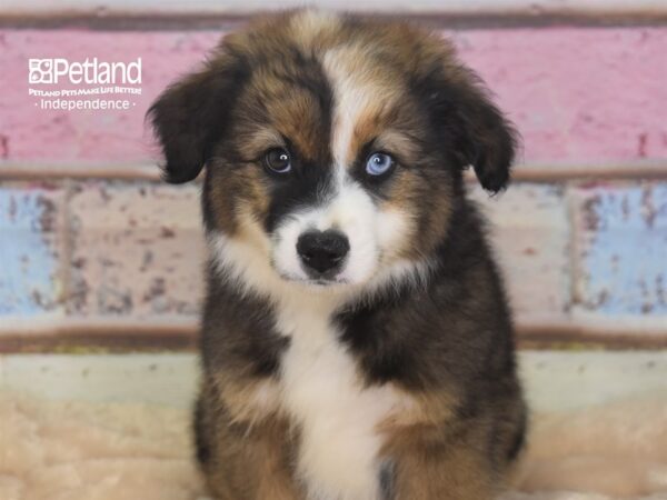 Miniature Australian Shepherd DOG Male Sable 2890 Petland Independence, Missouri