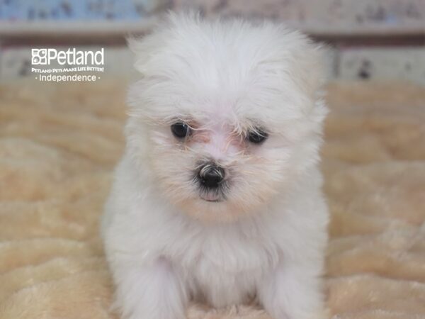 Maltese DOG Male White 2896 Petland Independence, Missouri