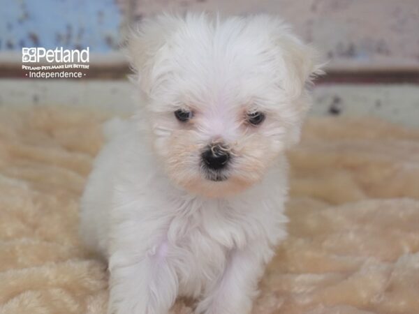 Maltese-DOG-Female-White-2895-Petland Independence & Lee's Summit, MO