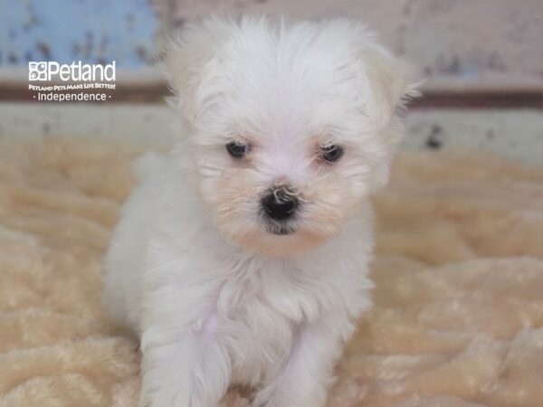 Maltese DOG Female White 2895 Petland Independence, Missouri