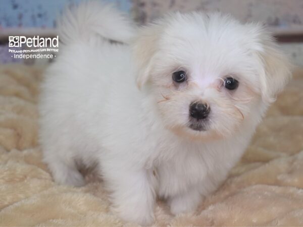 Maltese-DOG-Female-White-2894-Petland Independence, Missouri