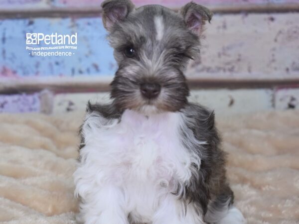 Miniature Schnauzer DOG Female Chocolate 2889 Petland Independence, Missouri