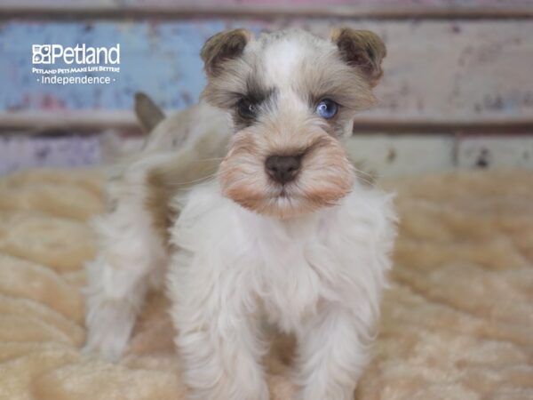 Miniature Schnauzer DOG Female Chocolate Merle Parti 2888 Petland Independence, Missouri