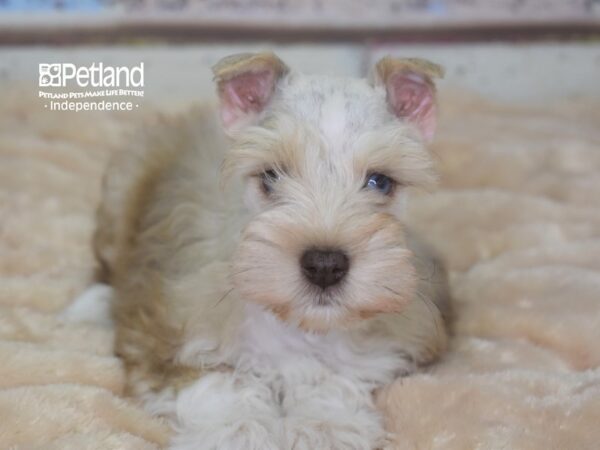 Miniature Schnauzer DOG Male Cream Merle 2887 Petland Independence, Missouri