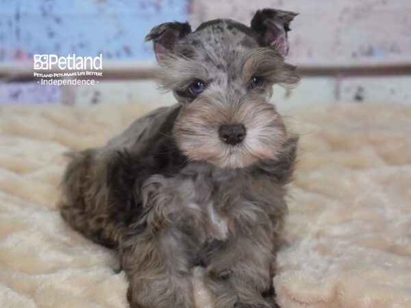 Miniature Schnauzer-DOG-Male-Chocolate Merle-2886-Petland Independence, Missouri