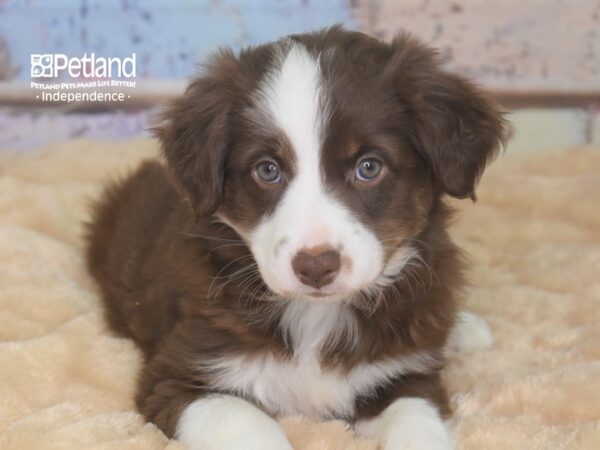 Miniature Australian Shepherd DOG Female Red Tri 2892 Petland Independence, Missouri