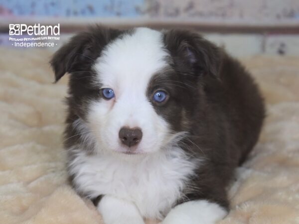 Miniature Australian Shepherd-DOG-Male-Red Tri-2891-Petland Independence & Lee's Summit, MO