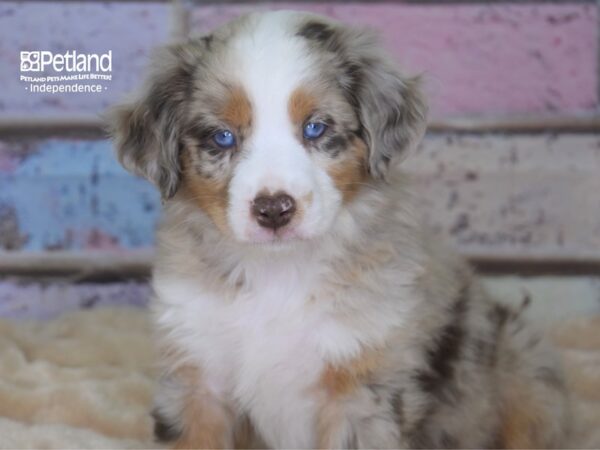 Miniature Australian Shepherd DOG Male Red Merle 2897 Petland Independence, Missouri