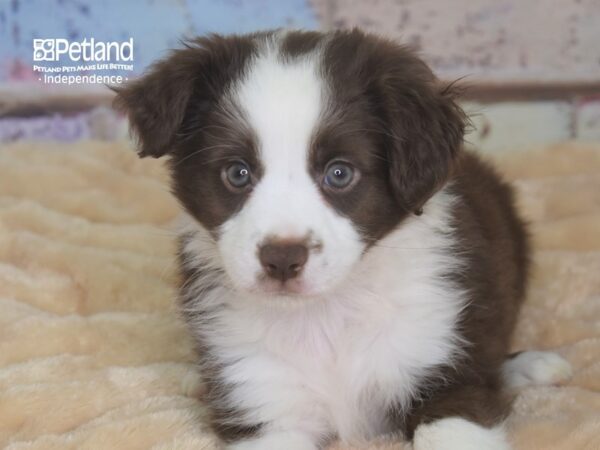 Miniature Australian Shepherd-DOG-Male-Red Tri-2898-Petland Independence & Lee's Summit, MO