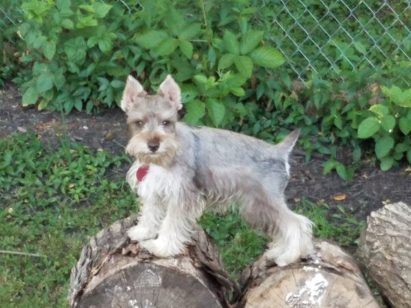 Miniature Schnauzer DOG Female 2698 Petland Independence, Missouri