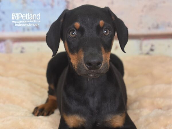 Doberman Pinscher-DOG-Male-Black and Rust-2903-Petland Independence, Missouri