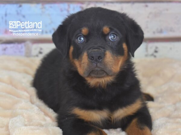 Rottweiler DOG Male Black and Mahogany 2904 Petland Independence, Missouri