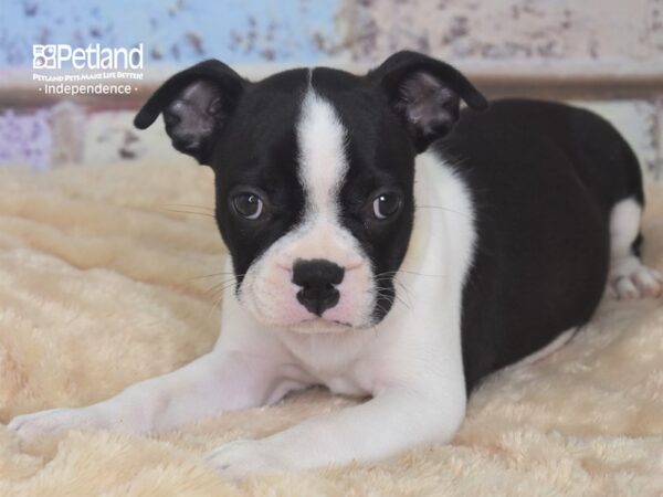 Boston Terrier DOG Female Black and White 2902 Petland Independence, Missouri