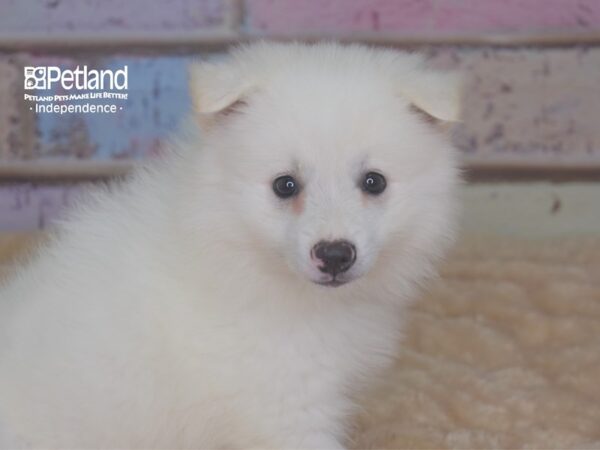 American Eskimo-DOG-Male-White-2899-Petland Independence, Missouri