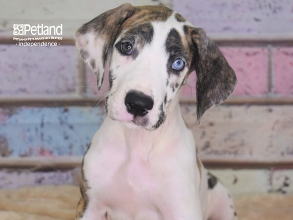 Great Dane DOG Female Merlequin 2905 Petland Independence, Missouri