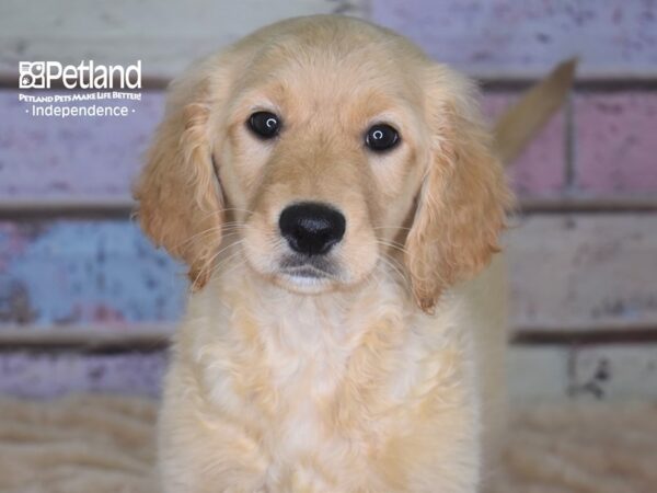 Standard Goldendoodle-DOG-Female-Light Golden-2909-Petland Independence & Lee's Summit, MO