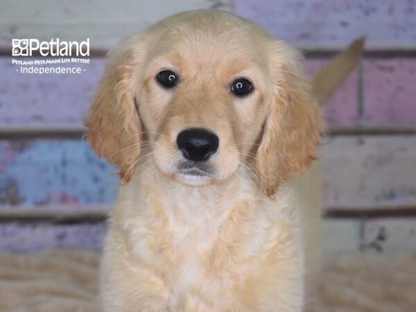 Standard Goldendoodle-DOG-Female-Light Golden-2909-Petland Independence, Missouri