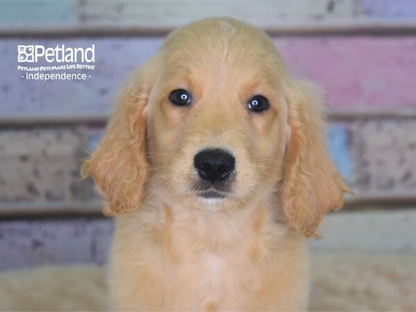 Standard Goldendoodle DOG Male Light Golden 2907 Petland Independence, Missouri