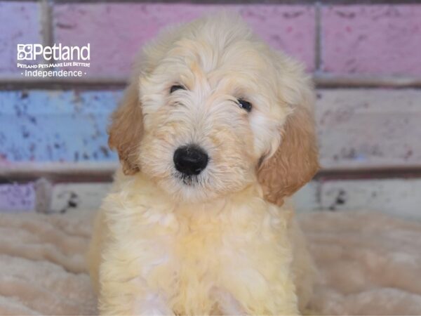 Standard Goldendoodle DOG Male Light Golden 2908 Petland Independence, Missouri