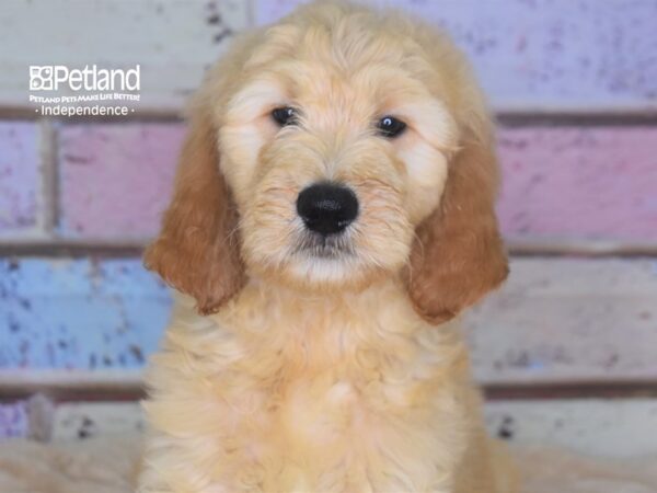 Standard Goldendoodle DOG Male Light Golden 2906 Petland Independence, Missouri