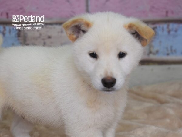 Shiba Inu DOG Male Cream 2900 Petland Independence, Missouri