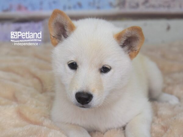 Shiba Inu DOG Female Cream 2901 Petland Independence, Missouri